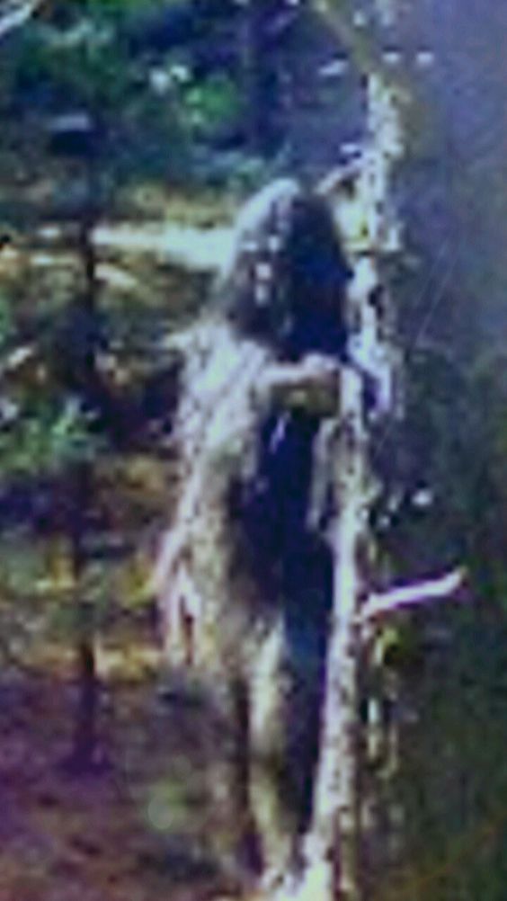 Old photograph of a real Sasquatch/bigfoot standing by tree